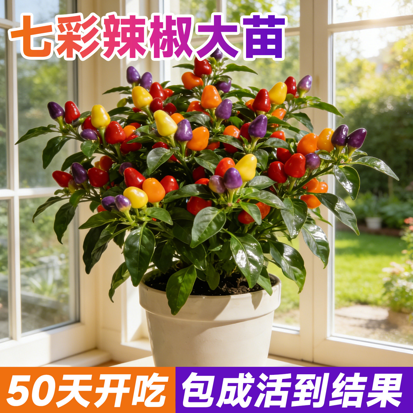 七彩辣椒苗高产辣椒秧苗樟树辣椒种籽四季朝天椒辣椒种子盆栽大全