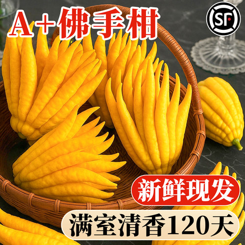 佛手柑鲜果水培植物闻香观赏