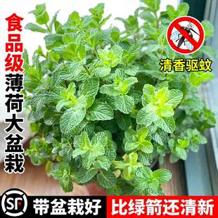 薄荷盆栽可食用大苗驱蚊植物阳台室内绿植四季 好养迷迭香料罗勒叶