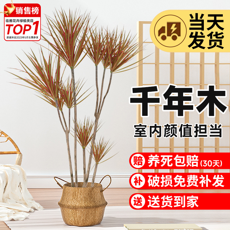 七彩千年木盆栽大型绿植龙血树马尾铁办公室内客厅好养吸甲醛植物