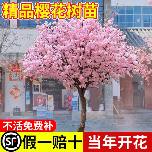 【当年开花】樱花树大包活包对版