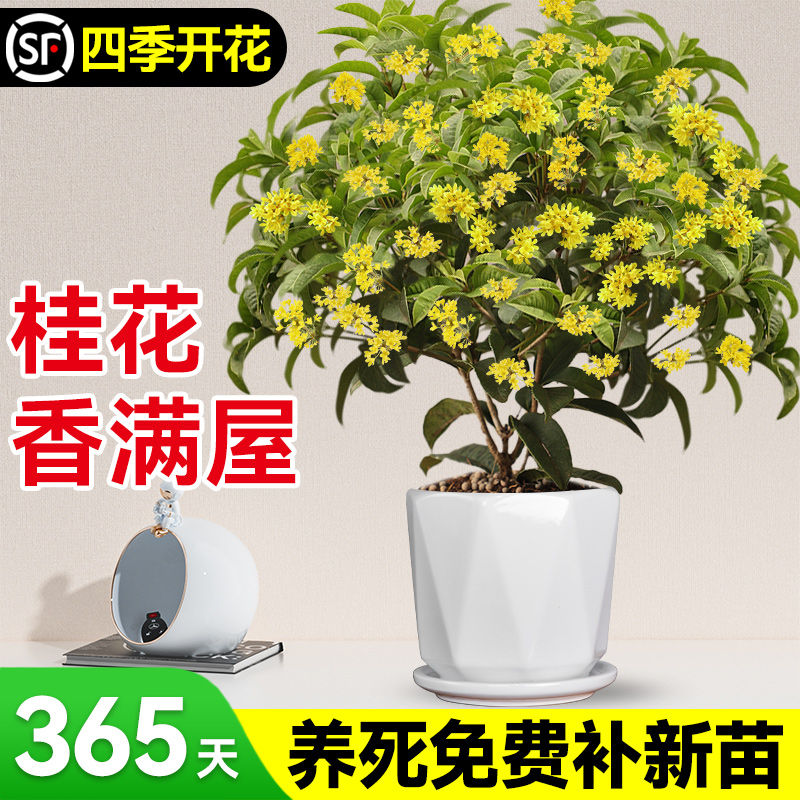 四季桂花盆栽树苗带花苞室内客厅阳台庭院花卉植物浓香耐寒带花苞 鲜花速递/花卉仿真/绿植园艺 时令草本花卉 原图主图