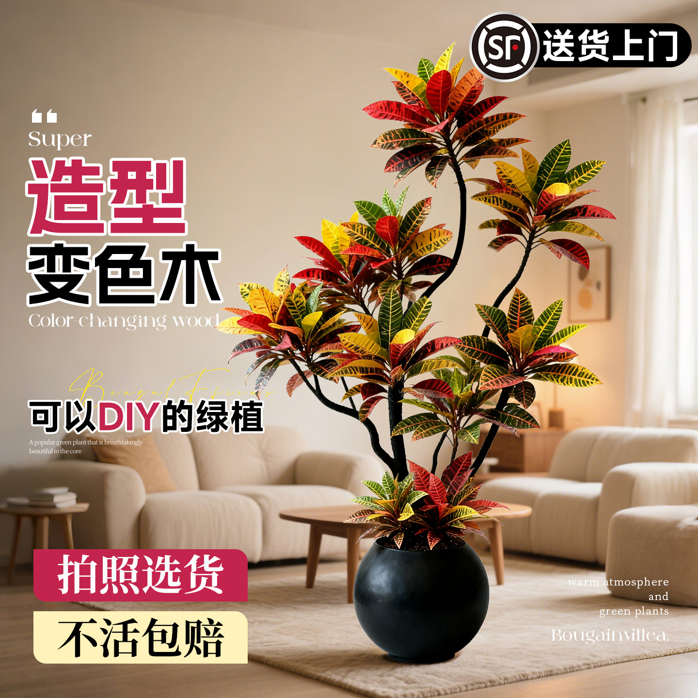 【造型变色木大盆栽】不活包赔