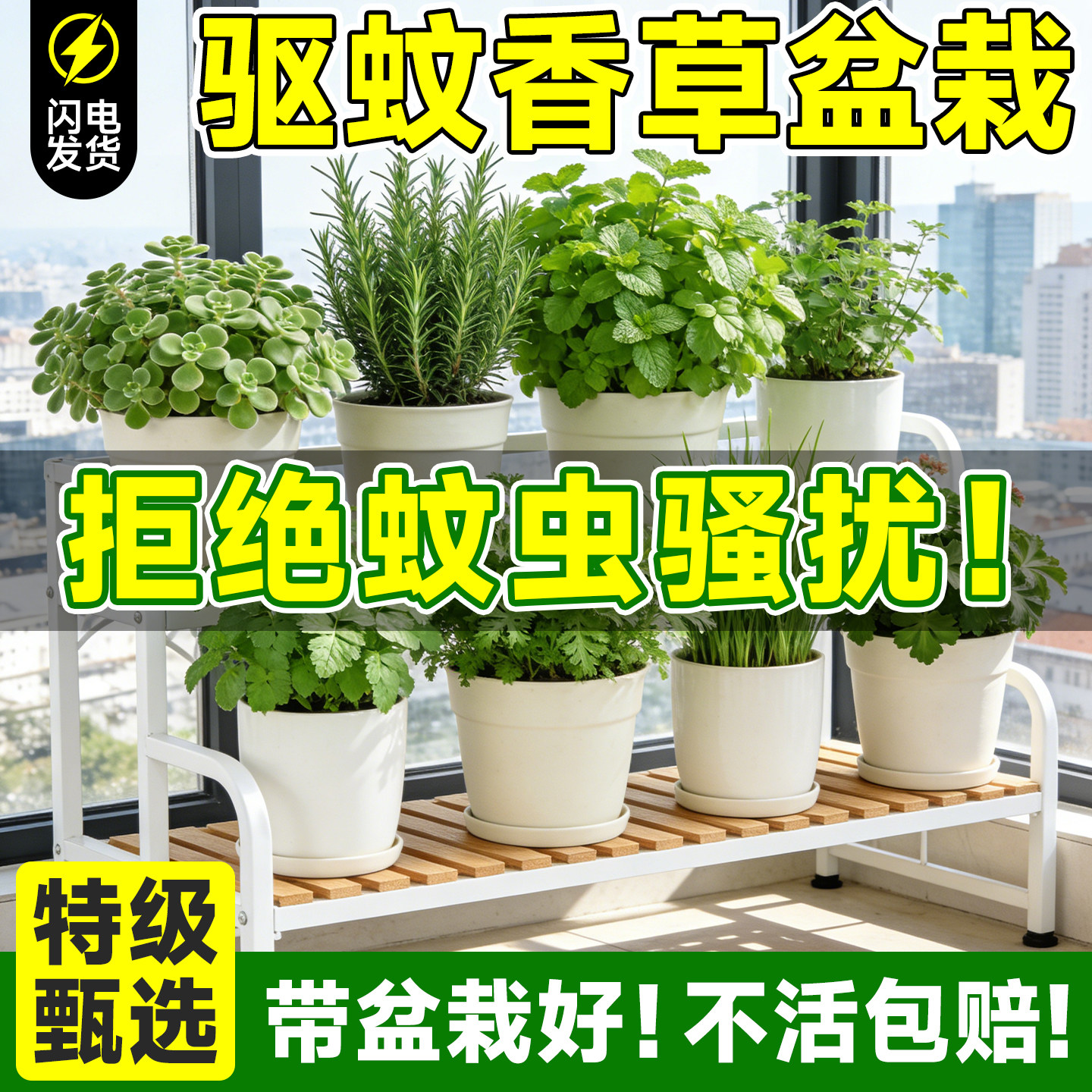 驱蚊草植物盆栽室内外清木香天竺葵薄荷蚊子克星绿植物防蚊虫祛蚊