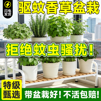 【高效驱蚊】驱蚊草盆栽大全