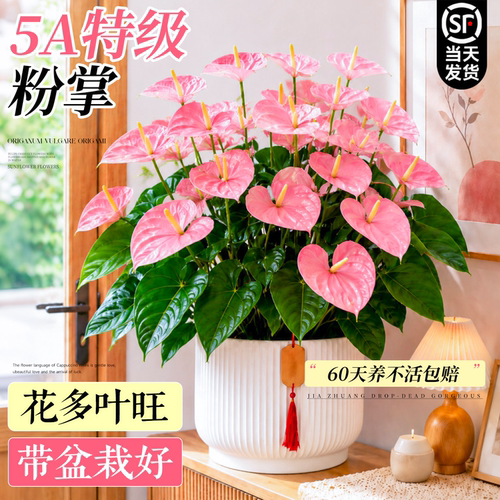 粉掌盆栽植物四季开花带花发货