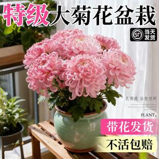 菊花盆栽带花苞特大花鲜花秋菊九月菊阳台室内四季 开花苗耐寒花卉