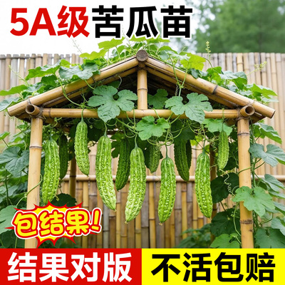 苦瓜嫁接苗大全苦瓜种籽四季蔬菜