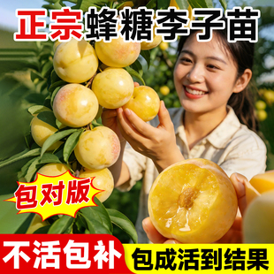 正宗蜂糖李子树苗嫁接新品种特大水果树果苗盆栽地栽南方北方种植