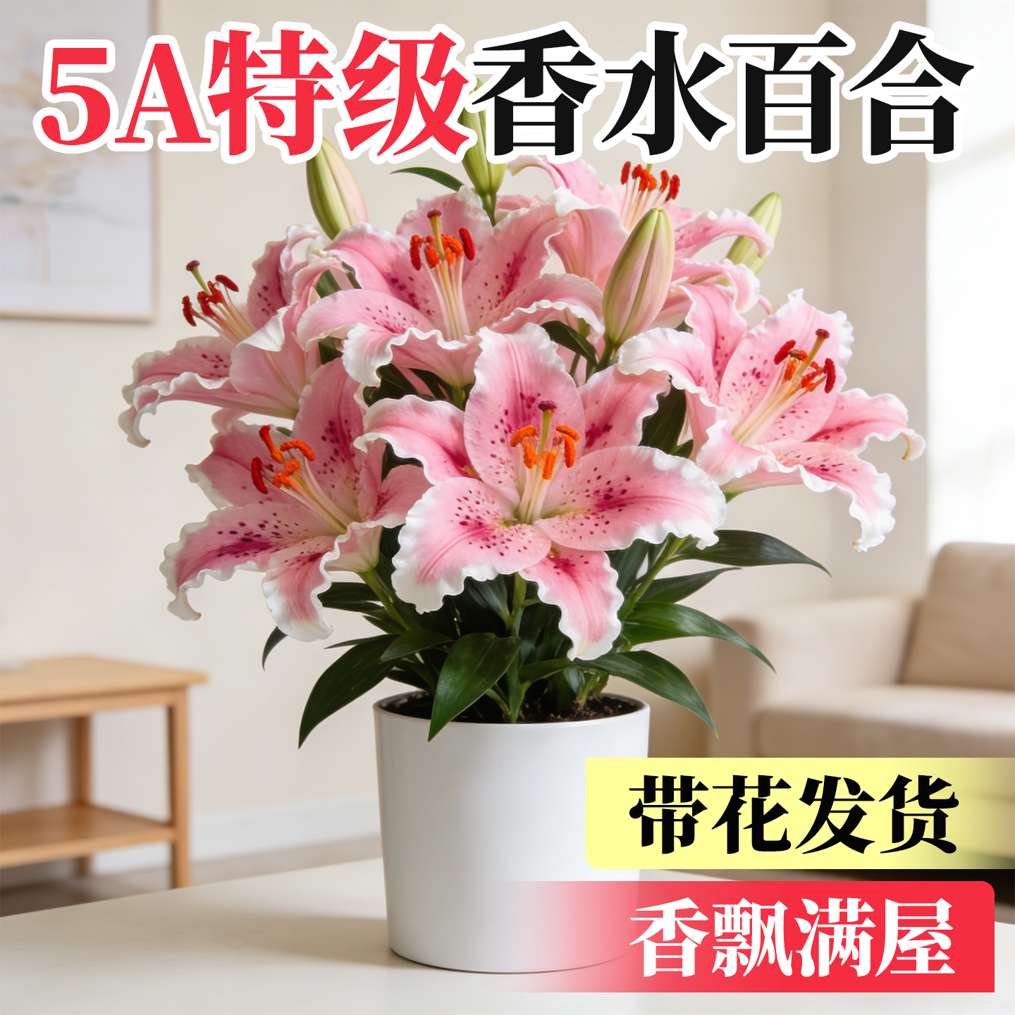 香水百合花盆栽带花苞鲜花植物室内外阳台四季好养活花苗植物花卉