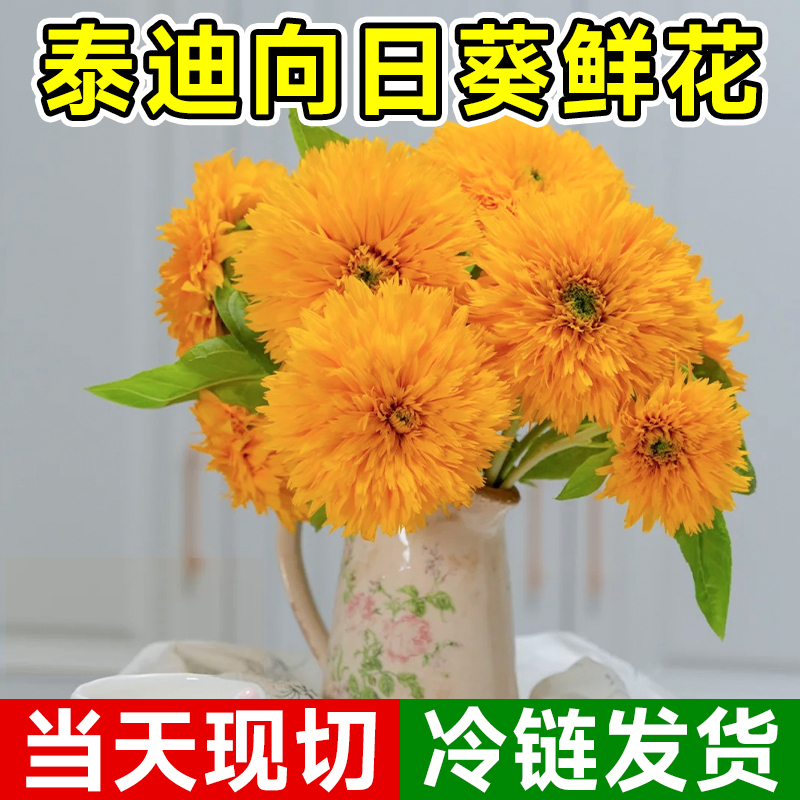 泰迪向日葵【当天鲜切】云南直发