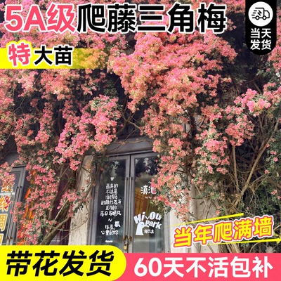 5A级特卡亚塔三角梅大苗不活包补