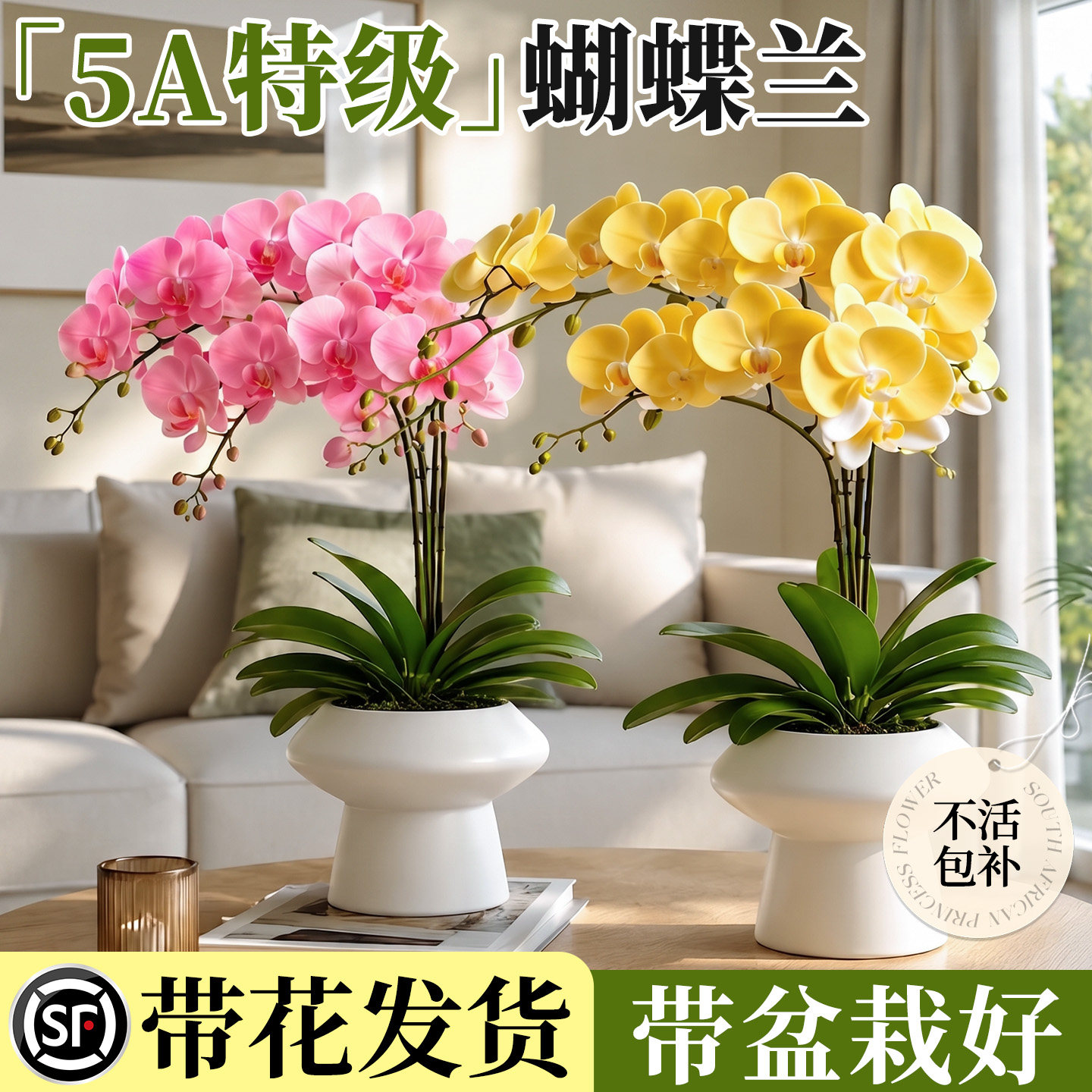 蝴蝶兰带花盆栽带花苞特大号高级花卉绿植兰花洋兰年宵花客厅卧室