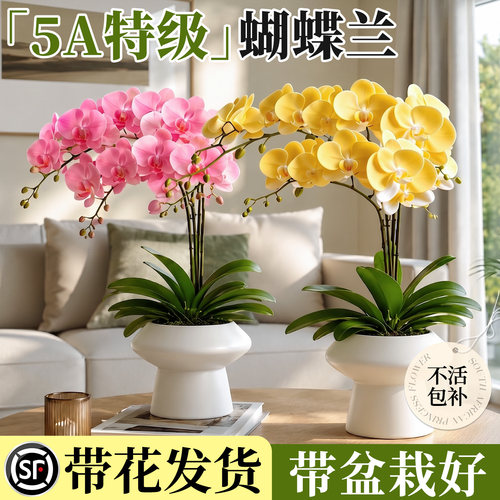 精品蝴蝶兰带花不活包赔