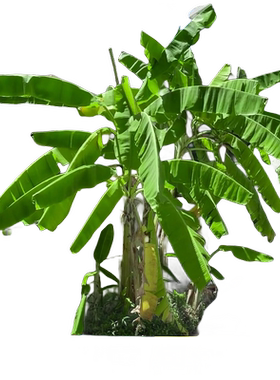 【芭蕉树苗】耐寒北方室外好养