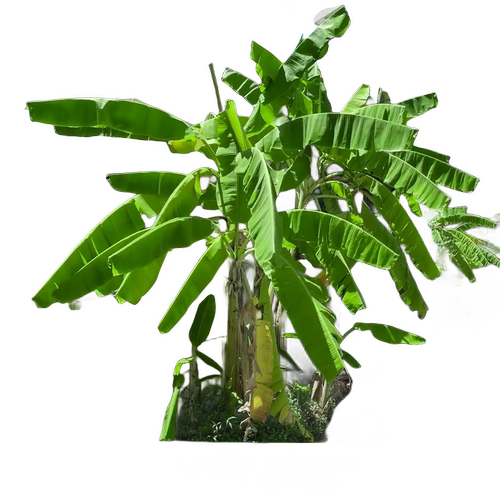 芭蕉树苗地栽盆栽绿植香蕉苗粉蕉庭院芭蕉树耐寒观赏北方室外好养