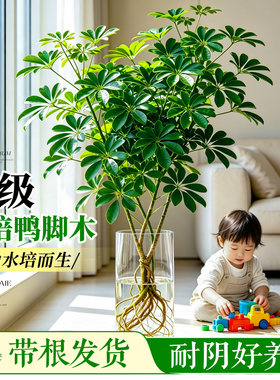 【不活包补】水培鸭脚木四季常绿