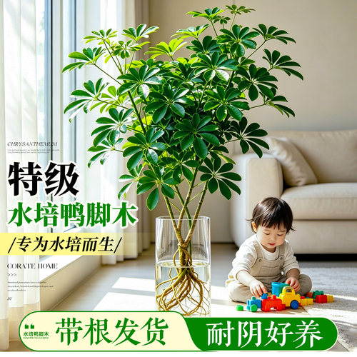 【不活包补】水培鸭脚木四季常绿