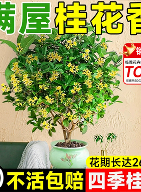 桂花树苗四季桂盆栽可食用开花不断室内阳台庭院浓香型花卉植物