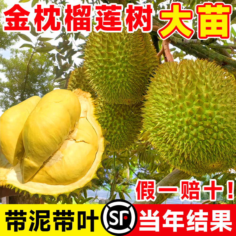 正宗金枕榴莲树果苗四季种植大苗