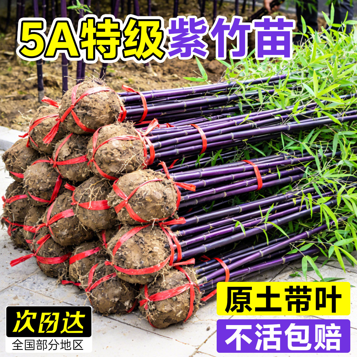 紫竹苗矮化竹子苗观赏绿植紫竹老根庭院室外耐寒热盆栽紫气东来竹