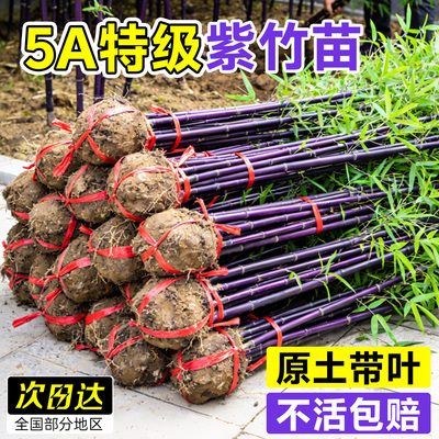 【原土带叶】5A特级紫竹苗