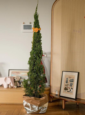 圣诞树真树龙柏树苗盆栽松柏云杉室内客厅大型绿植物户外庭院好养