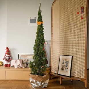 圣诞树真树龙柏树苗盆栽松柏云杉室内客厅大型绿植物户外庭院好养