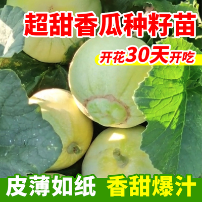 日本甜宝超甜香瓜全国可种包对版