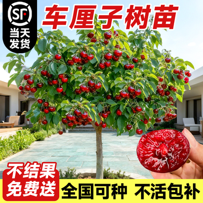 【特级】车厘子树苗正宗樱桃树苗