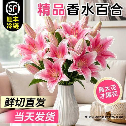 特级重瓣香水百合鲜切花