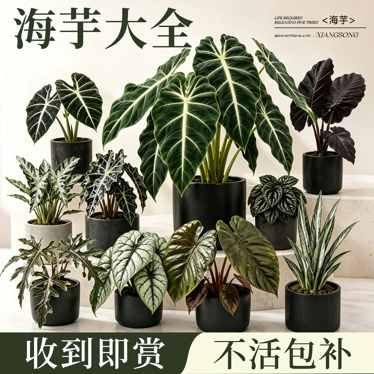 海芋大全绿天鹅绒海芋热带植物图片