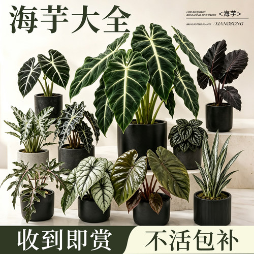 海芋大全绿天鹅绒海芋热带植物