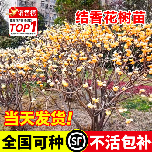 【包开花包活】结香花树苗庭院