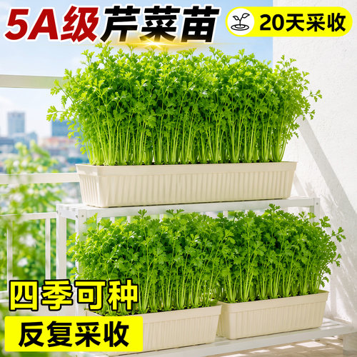 芹菜苗秧四季阳台盆栽蔬菜苗