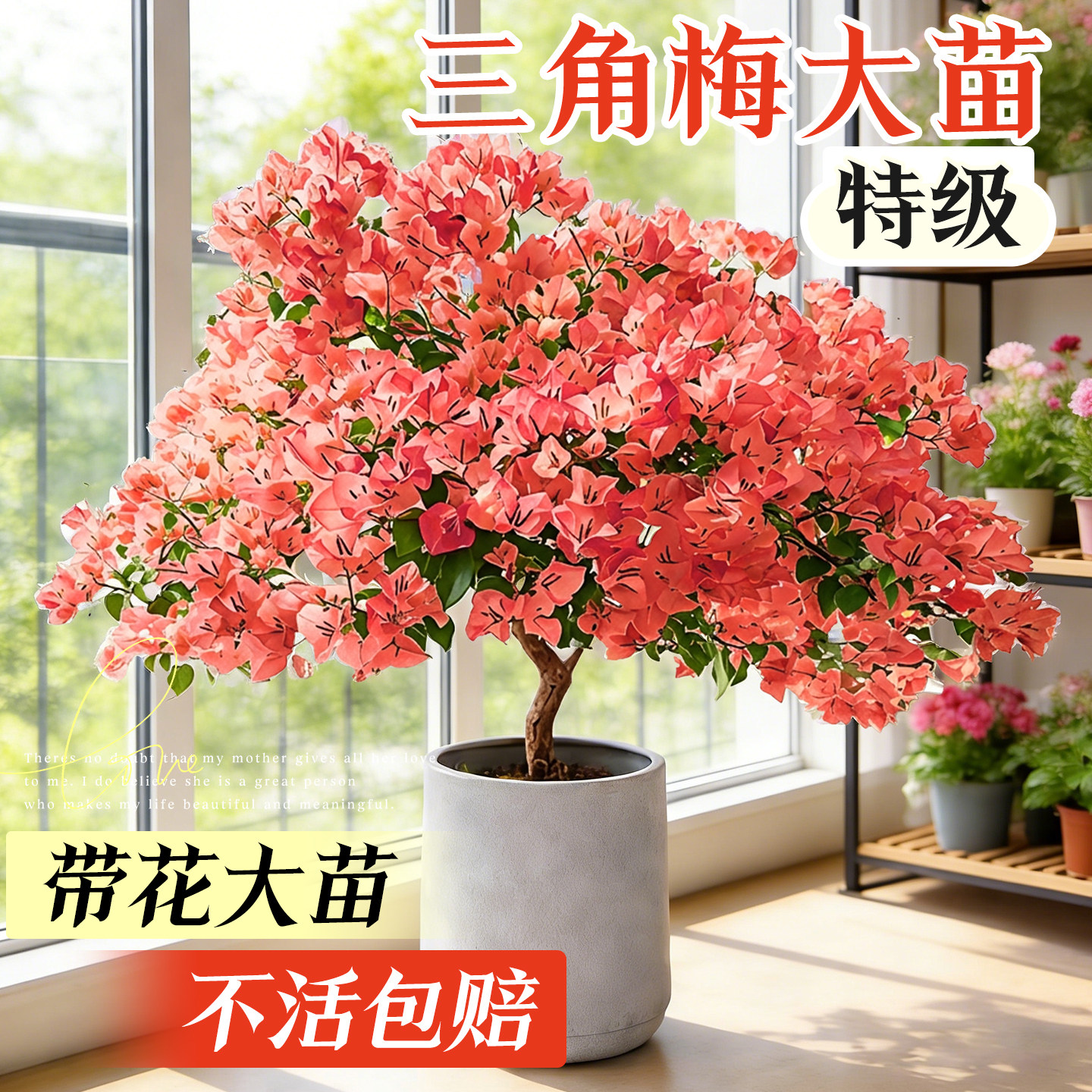 三角梅盆栽带花老桩绿植物四季鲜花开花不甜西瓜室内阳台重瓣花卉