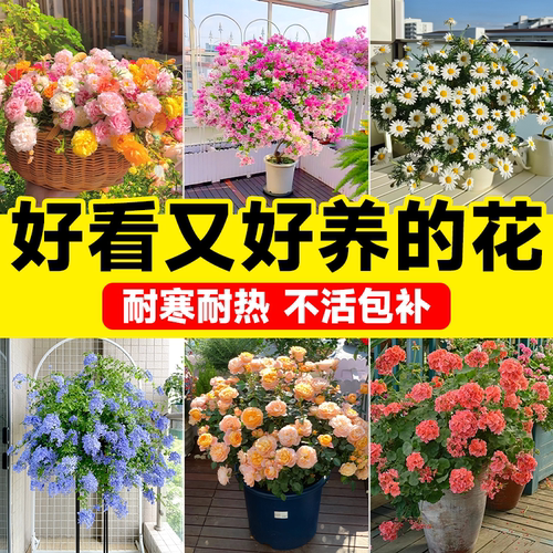【带花栽好】好看好养的花卉大全