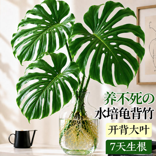 5A级水培龟背竹开背大叶不活包赔