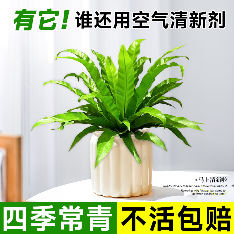 鸟巢蕨水培好养清新空气