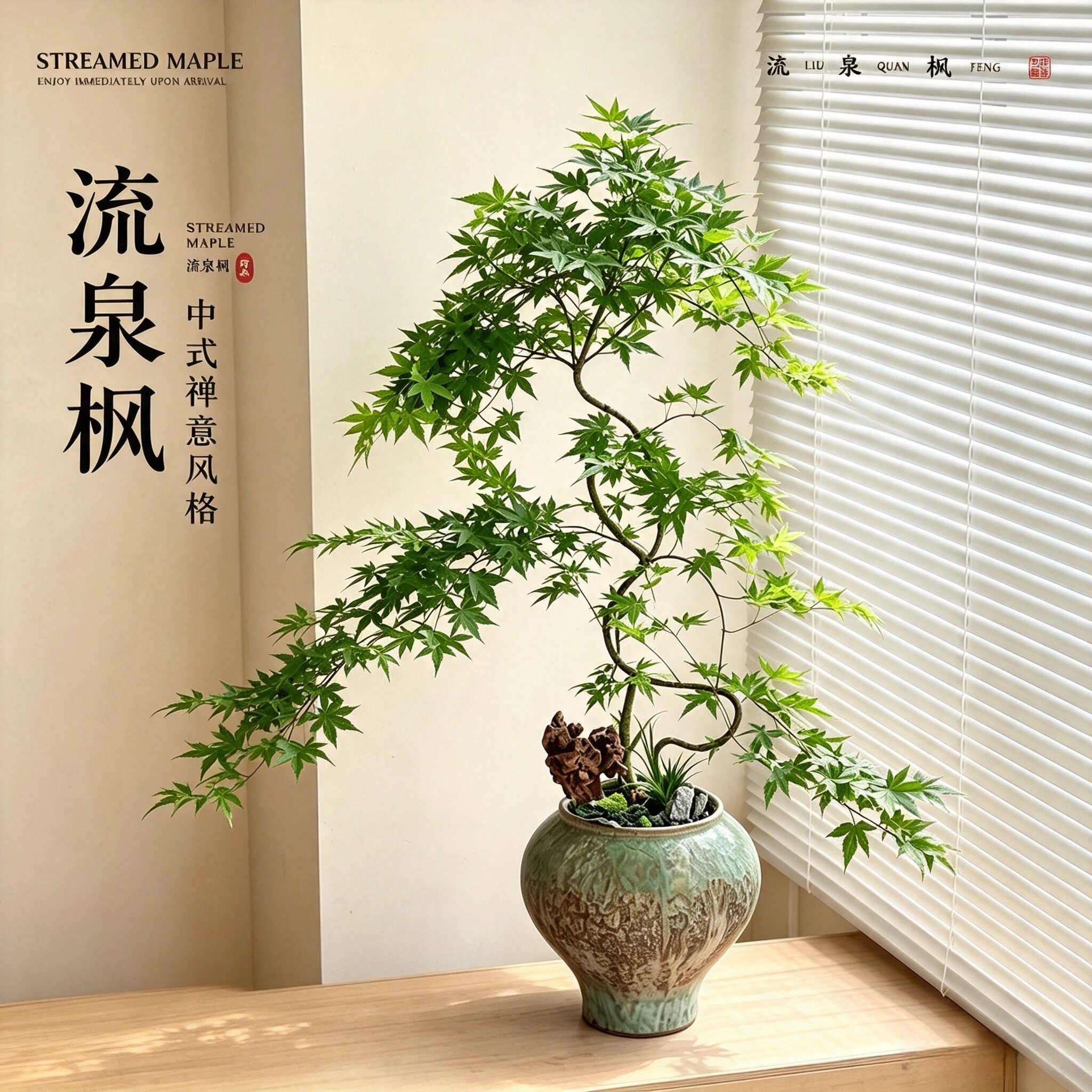 5A精品造型流泉枫盆栽图片