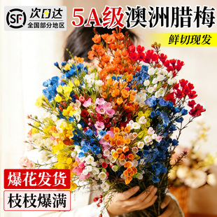 澳洲腊梅鲜花水培鲜枝干枝真花年宵花卉室内过年花冬季蜡梅鲜切花