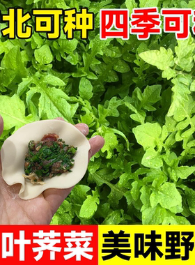 荠菜种子新鲜野生种籽老品种子蔬菜籽大全蔬菜循环阳台盆栽苗