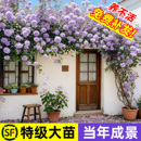 蔷薇花苗藤本月季 花树大苗庭院爬藤植物阳台花卉爬墙玫瑰耐寒盆栽