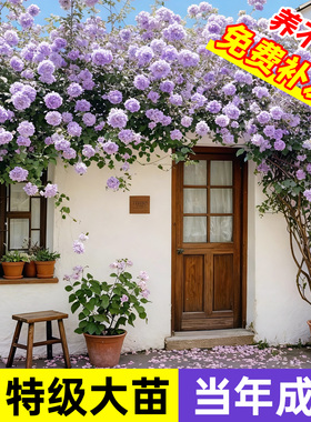 蔷薇花苗藤本月季花树大苗庭院爬藤植物阳台花卉爬墙玫瑰耐寒盆栽