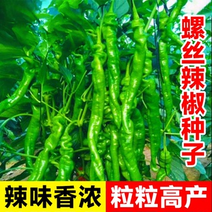 螺丝辣椒种籽薄皮辣椒种子大全四季阳台杭椒线椒种孑春季蔬菜秧苗