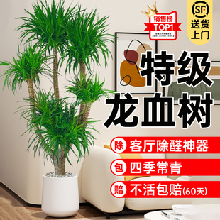 大盆栽四季 龙血树客厅绿植室内大型多头植物高端高级感落地式 好养