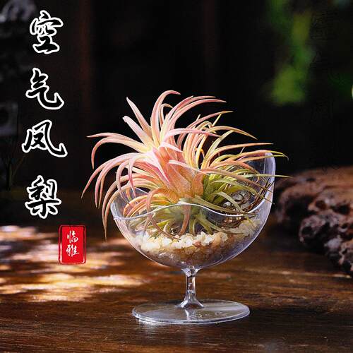空气凤梨无土植物悬挂托架