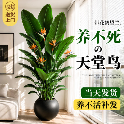 【带花天堂鸟】客厅高级感绿植物