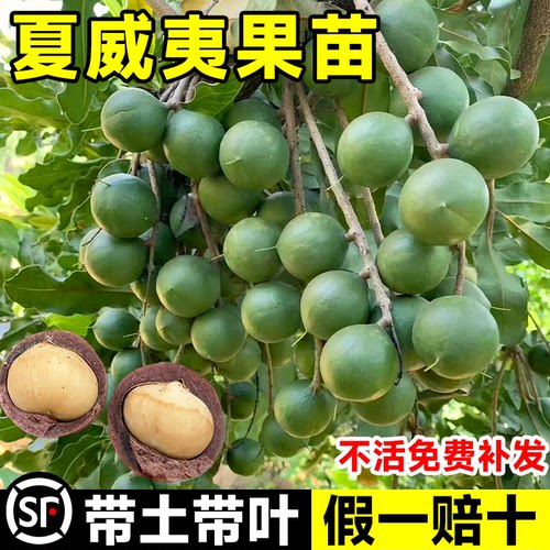 夏威夷果树苗广西正宗澳洲坚果树