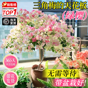 重瓣绿樱三角梅老桩盆栽四季带花苞发货特大号漳红樱耐寒冻开花卉